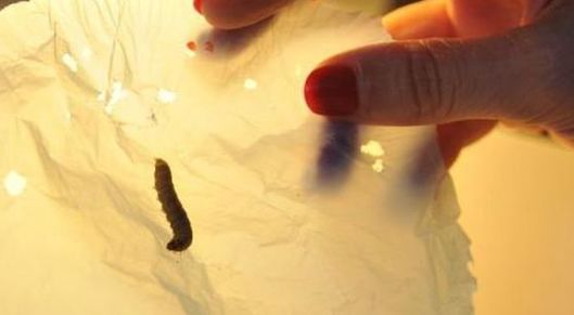 These Very Hungry Caterpillars Can Eat Your Plastic Trash card