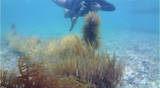 How seaweed farming is uplifting women and communities in Belize card