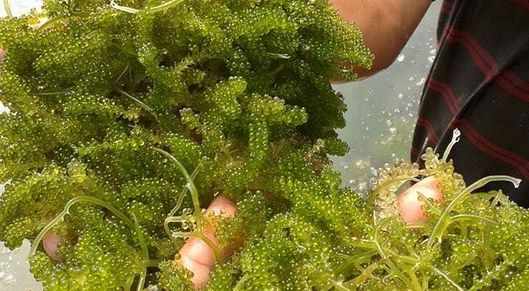 Could Tasmania become the seaweed capital of Australia? card