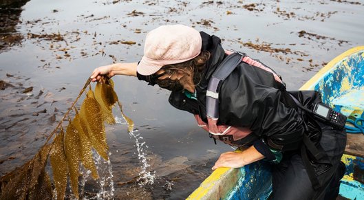The ocean farmers trying to save the world with seaweed card
