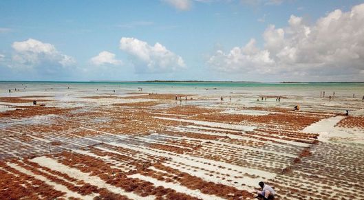 As seaweed becomes a top crop in East Africa, a new program will help farmers grow it sustainably card