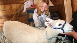 Browse partner 4 sheep girl