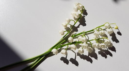Firmenich and Jungle create a sustainable lily of the valley extract card
