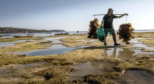 Growing seaweed fights climate change and provides food, fertilizer and fuel card