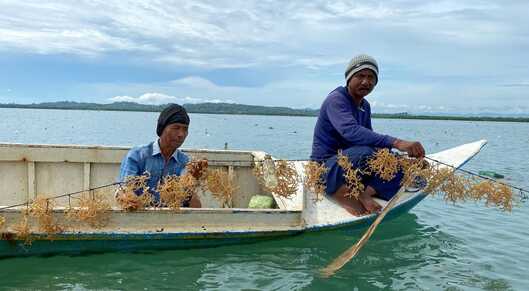 A fresh approach to farming and funding for Indonesia's seaweed sector card