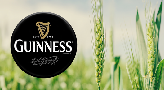 Guinness brews up new regenerative barley farming pilot in Ireland card