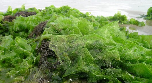The growth of Maine's seaweed industry is celebrated during Seaweed Week card
