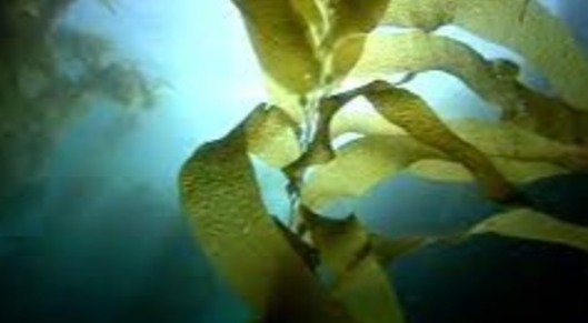 De Beers Group invests US$2 million in Kelp Blue, an innovative start-up focused on growing underwater kelp forests to lock away CO2 card