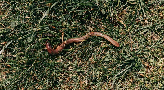 Earthworms break down bio-based plastic card