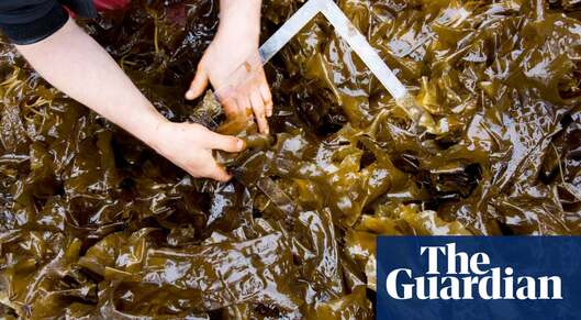 How Scotland is leading the way in seaweed farming | Letter card