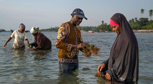 New policy paper highlights potential of seaweed in Africa card