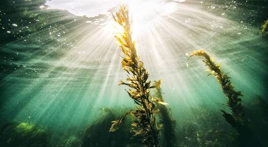 Britain launches offshore seaweed farm that’s a boon in the climate change battle card