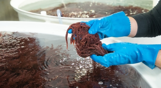 Fonterra expands seaweed trial card