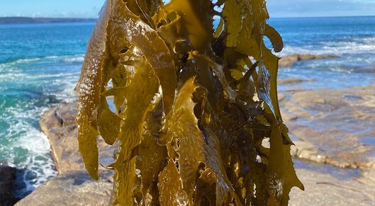 First ocean seaweed farm proposed for our food, cattle, and pharmaceutical industries card