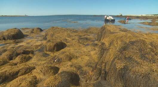 How Atlantic Canada's warming ocean could impact everything from seaweed to lobster card