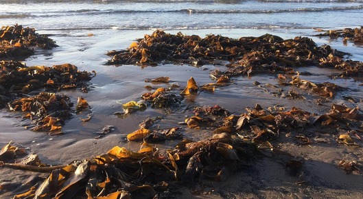 Seaweed is high in vitamins and minerals – but that's not the only reason westerners should eat more of it card