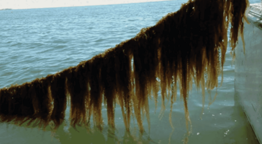 Promoting seaweed consumption and production in the US card