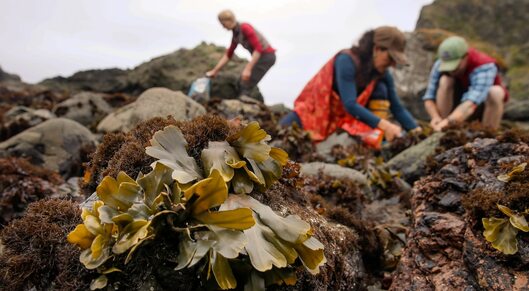 Seaweed is a superfood you can forage. Here’s how. card