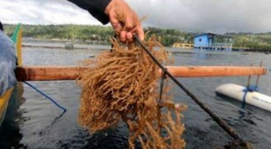 Ministry of Marine Affairs and Fisheries escorts the first export of 52.4 tons of tarakan seaweed to Vietnam card