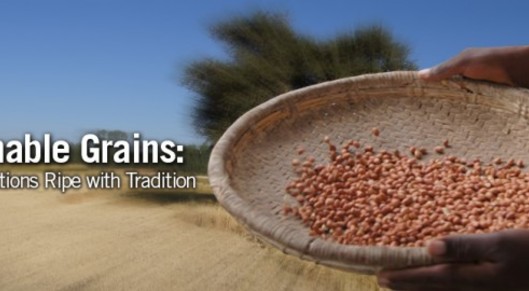 Sustainable grains: Storage solutions ripe with tradition card